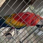 1.1 Ara macao cyanoptera( Pair of Scarlet macaws)