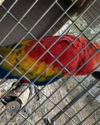 1.1 Ara macao cyanoptera( Pair of Scarlet macaws)