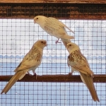 Rosella’s