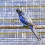 Rosella: blauw zwart pastel opaline