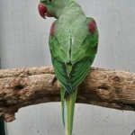 Alexander parkiet split lutino