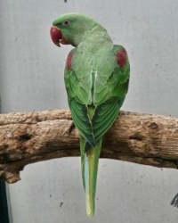 Alexander parkiet split lutino