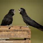 Roodstaartraafkaketoes, rose kaketoes