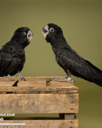 Roodstaartraafkaketoes, rose kaketoes