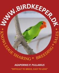 Orangeköpfchen (Agapornis p. pullarius)