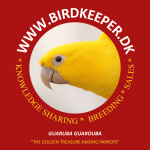 1,1 Goldsittich (Guaruba guarouba) – Naturbrut aus kontrollierter Qualitätszucht