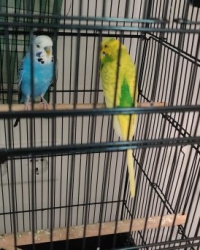 Love birds for sale