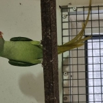 Grote Alexander parkiet