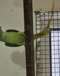 Grote Alexander parkiet