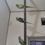 Grote Alexander parkiet