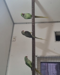 Grote Alexander parkiet