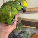 Jonge, super tamme geelvoorhoofd amazones