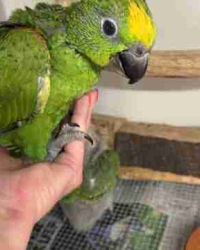 Jonge, super tamme geelvoorhoofd amazones