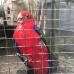 Ambon koningsparkiet 1-1