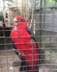 Ambon koningsparkiet 1-1