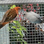 Rosella te koop
