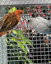 Rosella te koop