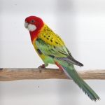 Goudmantel rosella 2024