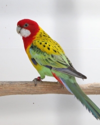 Goudmantel rosella 2024