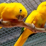1.1 Guaruba guarouba ( Golden Conure )