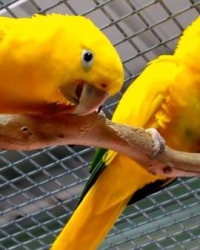 1.1 Guaruba guarouba ( Golden Conure )