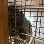 2.3 Psittacus erithacus