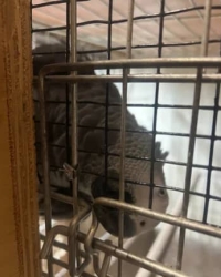 2.3 Psittacus erithacus