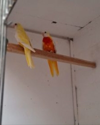 Bergparkieten en Splendids