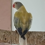 Halsband ringneck parkieten