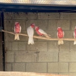 Kaketoes,Bergen, Rosella’s