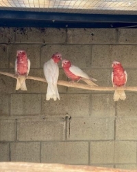 Kaketoes,Bergen, Rosella’s