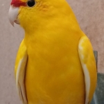 Gele Geelkop Kakarikies