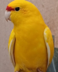 Gele Geelkop Kakarikies