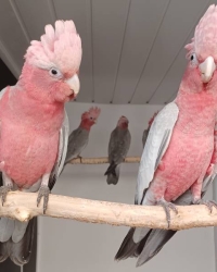 3 Mooie Roze Kaketoes Split Lutino