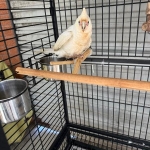 Little corella (Cacatua sanguinea) for sale
