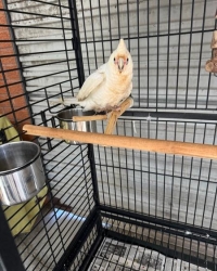 Little corella (Cacatua sanguinea) for sale