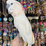 2.2 Cacatua moluccensis ( Moluccan Cockatoos ) for sale