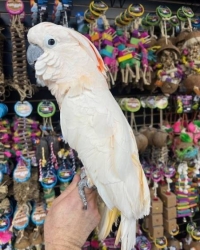 2.2 Cacatua moluccensis ( Moluccan Cockatoos ) for sale