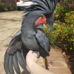 Probosciger aterrimus (black palm cockatoo) for sale