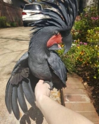 Probosciger aterrimus (black palm cockatoo) for sale