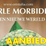 Test ad