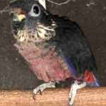 Pionus fuscus koppel
