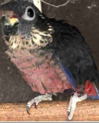 Pionus fuscus koppel
