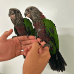 Deroptyus accipitrinus (Hawk headed parrot or red-fan parrot )