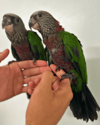 Deroptyus accipitrinus (Hawk headed parrot or red-fan parrot )