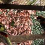 Kaketoes,Bergen, Rosella’s