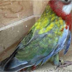 Rosella’s