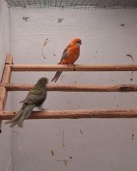 Rosella’s en Bergparkieten