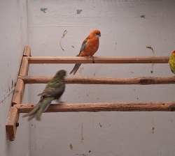 Rosella’s en Bergparkieten