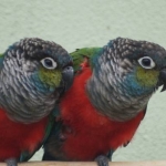 Rotbauchsittich Pyrrhura perlata perlata